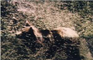 Vue de l'ours 'Martin' dans la haute vallée d'Ossau