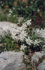 Immortelles, edelweiss, photo B Cauhap.