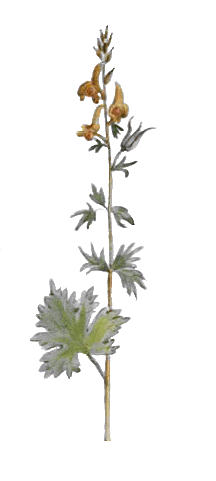 Aconitum_Pyre