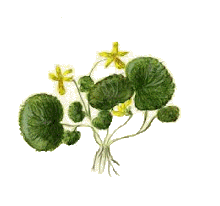 Viola_bifolia